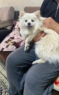 پامرانین