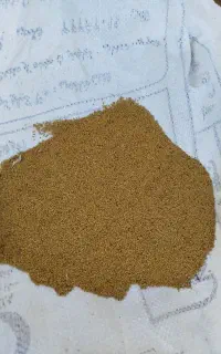 بذر یونجه تازه