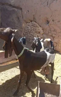 شاه بز پاکستانی سه قلو زا با بزغاله