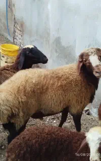 فروش گوسفند