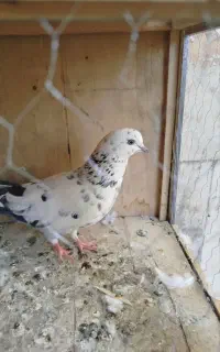 ماده سوسکی گمشده