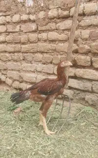 جوجه خروس لاری