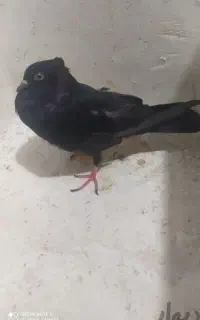 کبوتر سیاه گمشده محله ریشهر