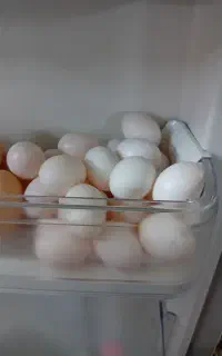تخم کبوتر