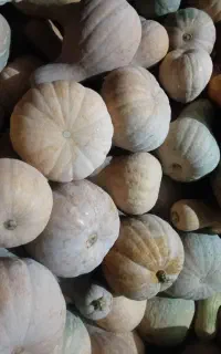 فروش کدو حلوایی