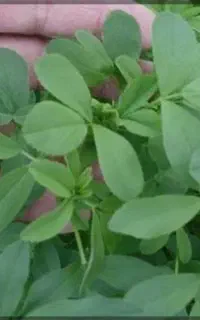 یونجه