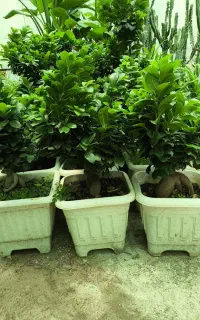 بنسای جنسینگ تایلندی اصل سایز بزرگ