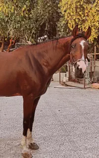 مادیون اصیل عرب