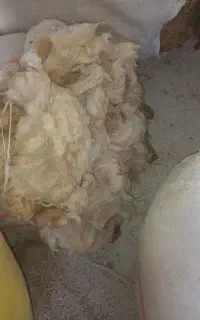پشم گوسفند سفید گرمانشاه ۷۰ هزار تومان