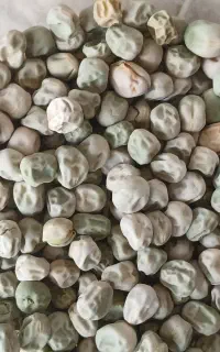 بذر نخود فرنگی