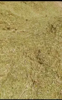 خریدارکاه عدس