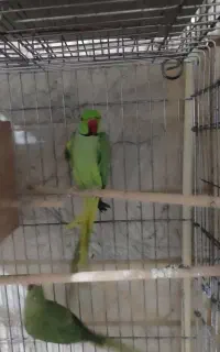ملنگومولدکارداده