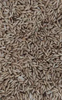 تخم کتان  برای پرنده