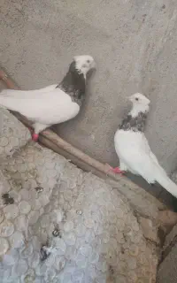 یه جفت طوق تمیز کیپ بدون غلط بشرط