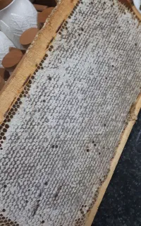 عسل طبیعی تضمینی