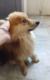 پامر روباهی