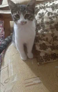 واگذاری گربه نژاد DSH