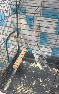 جوجه عروس هلندی