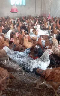 فروش جوجه مرغ نمیچه گلپایگانی