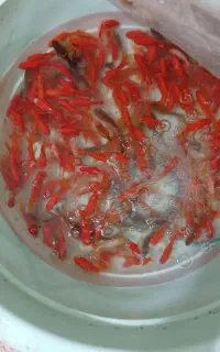 ماهی قرمز طعمه