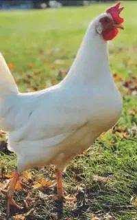 کارگر ساده متاهل مرغداری تخم گذار