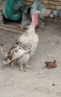 بوقلمون
