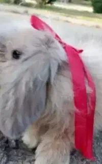 واگزاری خرگوش لپ ماده