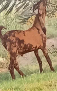 ۳ عدد بز نر درجه یک کمر پر