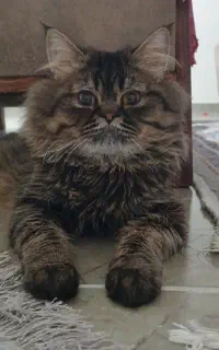 گربه پرشین نر ۸ ماهه