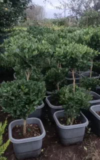 یاس هلندی ، جعبه چهل