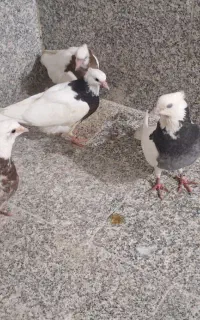 طوقی