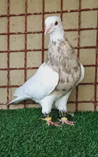 طوقی اجری خال سرکه ای