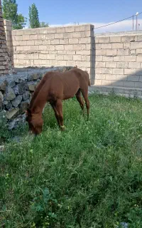 کره‌ اسب‌ ‌نر‌ ۱۱‌ماهه