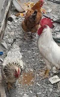 مرغ و خروس و جوجه محلی
