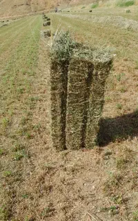 یونجه رنجر