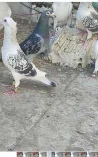 کبوتر گم کردم جوجه داره