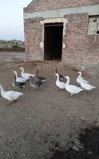 قاز محلی طبیعی