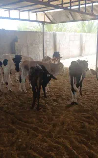۱۱راس گوساله نر دورگ