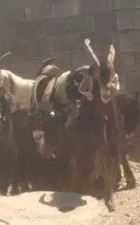 کهره درجه یک برای گله