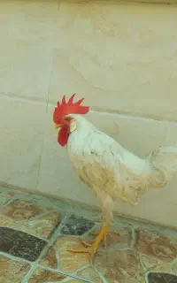 فروش خروس