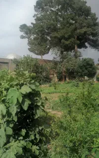 زمین مسکونی
