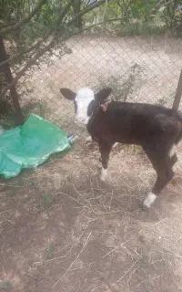 گاو با گوساله ماده هردو مونت