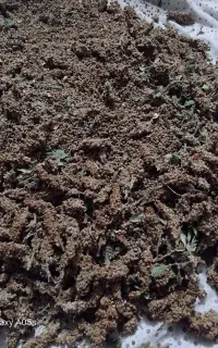 سماق امسالی