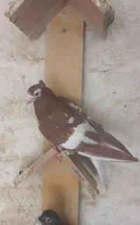 پلاکی دمگیر  رنگی پرشی