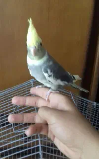 عروس هلندی .دستی اهلی