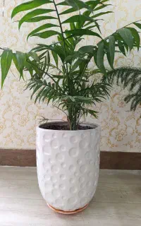 گل‌های شاداب وزیبا