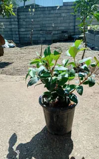 فروش یاس هلندی قیچی خورده اماده گلدان ۳ نیم