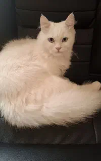 گربه پرشین ۷ ماهه