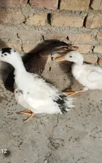 اردک