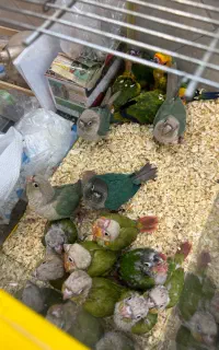 گیرنچیک راهب سرلاکی نرم خور